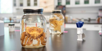 Doctorat en sciences biologiques