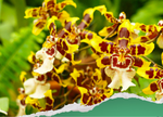 Fleurs